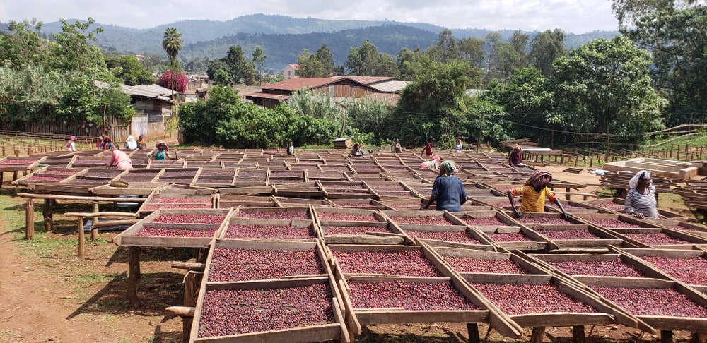 Negele-brulerie_moka-ethiopie