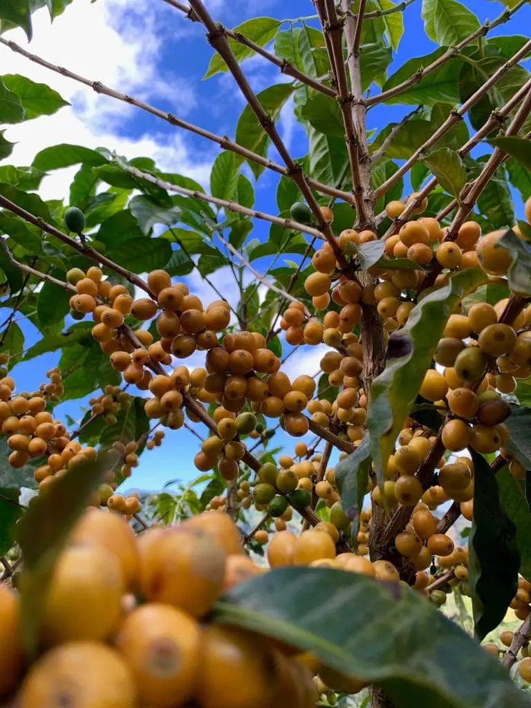 Yellow-pacamara-nicaragua-brulerie_moka